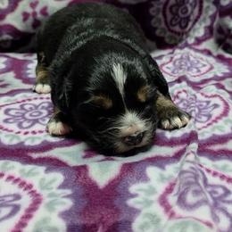 Spade - Black tri male Miniature Australian Shepherd puppy in Leonard, Texas from Tin Roof Aussies