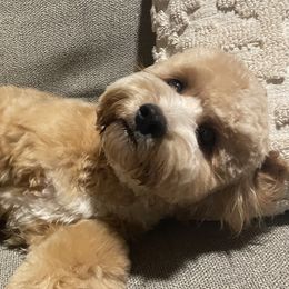 Waffles - Cockapoo