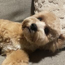 Waffles - Cockapoo