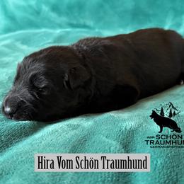 Hira - Black female German Shepherd puppy in Garland, Maine from Vom Schön Traumhund
