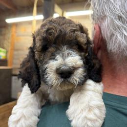 Tara - Merle-sable female Saint Berdoodle puppy in San Antonio, Texas from Mammoth Doodles