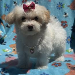 Almond Joy - Parti female Maltipoo puppy in Berea, Kentucky from Blair’s Furry Friends