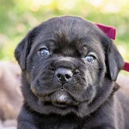 Cane Corso and Lagotti Romagnoli from El Dorado Cane Corso