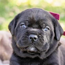 Cane Corso and Lagotti Romagnoli from El Dorado Cane Corso