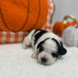 Randy Red collar boy - Parti male Miniature Schnauzer puppy in Oneonta, Alabama from Murphree Valley Kennels