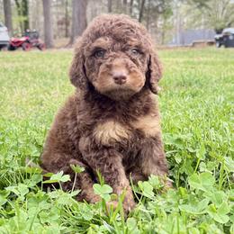 Jack - Phantom male Goldendoodle puppy in Rome, Georgia from Victoria’s Designer Doodles
