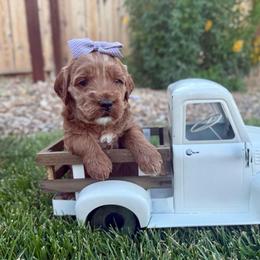 Glitter - Cream female Goldendoodle puppy in Las Vegas, Nevada from Bridges Goldendoodles
