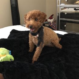 Ace - Poodle