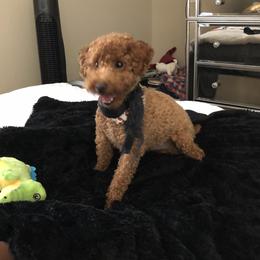 Ace - Poodle