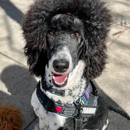 Ari - Bernedoodle