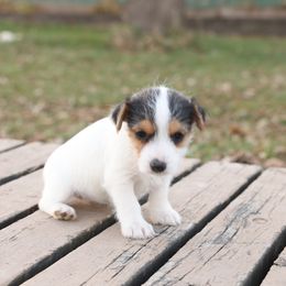 Dolly - Tri-color female Jack Russell Terrier puppy in West Bend, Iowa from Blue Skies Terriers
