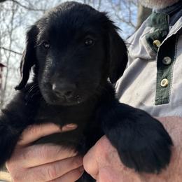 Pink Puppy - Black female Flat-Coated Retriever puppy in Stevensville, Michigan from Grand Mere Flat Coated Retrievers
