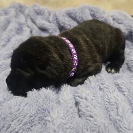 Purple Collar - Gray brindle female Cane Corso puppy in Beaver Crossing, Nebraska from Blue River Cane Corso