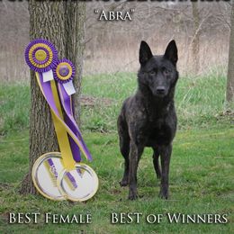 Belgian Malinois, Dutch Shepherds, and xDutch Shepherds from Von Der King Working Dogs