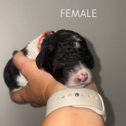 White girl - Parti female Poodle puppy in Nolensville, Tennessee from White Willow Poodles