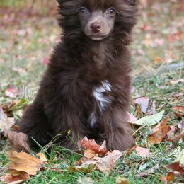 Chinese Crested Puppies from Jewels Chinese Cresteds