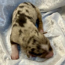 Kali - Red merle female Australian Shepherd puppy in Mount Vernon, Texas from RJ's Aussie Posse