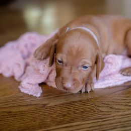 Vizsla Puppies from Wilkes Family Vizslas