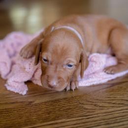 Vizsla Puppies from Wilkes Family Vizslas