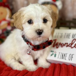 Nashville - White male Havanese puppy in Clermont, Florida from Country Sweet Havanese and Creative Coaching