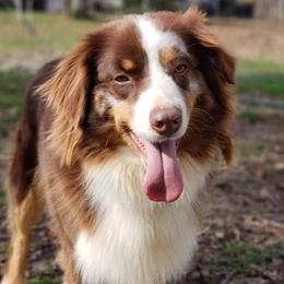 Josie - Australian Shepherd