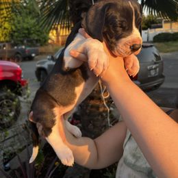 Great Dane Puppies from Gigantes de Cervantes