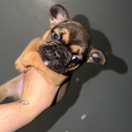 River - Fawn male French Bulldog puppy in Louisville, Kentucky from Nelson’s Fancy Frenchies and Bulldogs
