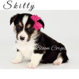 Skitty - Black and tan female Pembroke Welsh Corgi puppy in Powhatan, Virginia from Blues In Bloom Corgis