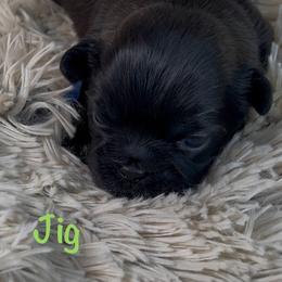 Jig - Chocolate male Shih Tzu puppy in Vernon, New Jersey from Calta’s Cute Shih Tzu