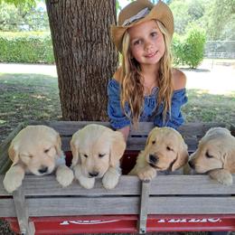 Golden Retriever puppies from Davids Golden Retrievers