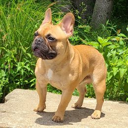 Dembe - French Bulldog