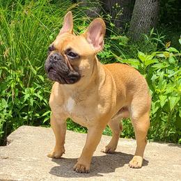 Dembe - French Bulldog