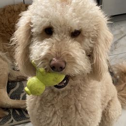 Riley - Goldendoodle