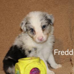 Freddie Krueger - Blue merle male Border Collie puppy in Crawfordsville, Indiana from Rescued Dreams Border Collies