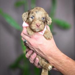 Clark - Merle male Goldendoodle puppy in Cleveland, Tennessee from Edgewater Doodles & Designer Pups