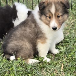 Teddy - Sable and white male Shetland Sheepdog puppy in Luray, Missouri from Krayola Shelties
