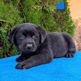 Blue Collar - Black male Labrador Retriever puppy in Yucca Valley, California from Beachn Ranch