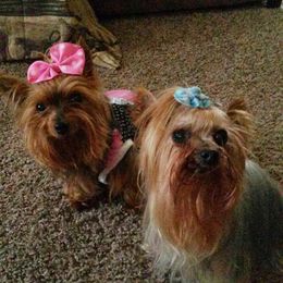 Yorkshire Terrier All Grown Up from New Yorkie City