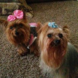 Yorkshire Terrier All Grown Up from New Yorkie City