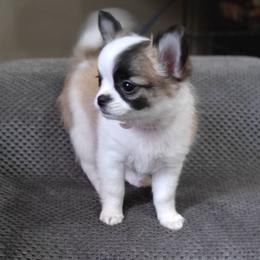 Dolly - Chocolate and white female Chihuahua puppy in Gray, Louisiana from Chi Chi's Place LLC