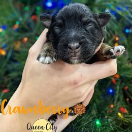 Cranberry (pink) - Black tri-color female Australian Shepherd puppy in Falmouth, Kentucky from Queen City Farm