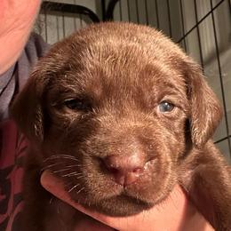 Light Green Boy - Chocolate male Labrador Retriever puppy in Rock Hill, South Carolina from North Star Retrievers