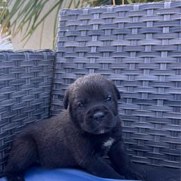 Girl 6 - Black brindle female Cane Corso puppy in Perris, California from P1 Family Canines