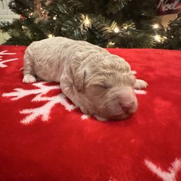 Boy 2 - Apricot male Goldendoodle puppy in Bucyrus, Missouri from Hill Top Pomskies