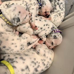 2nd pick female - White and black female Dalmatian puppy in Arlington, Texas from Glasscock Dalmatians