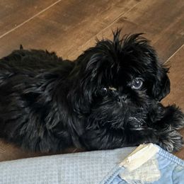 Stormy - Black and white female Shih Tzu puppy in Victorville, California from RUMBLE n TUMBLE
