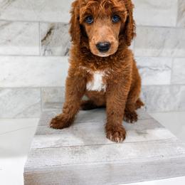 Pepsi - Red  female Poodle puppy in Mesa, Arizona from Desert Doodles