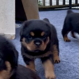 Yellow Princess - Black and mahogany female Rottweiler puppy in Hurdle Mills, North Carolina from Von Haenn Rottweilers