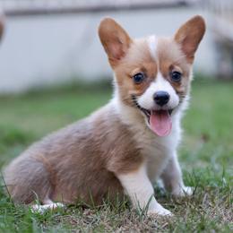 Pop Tart - Sable female Pembroke Welsh Corgi puppy in Star City, Arkansas from Say When Corgi Co.