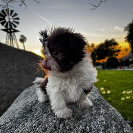 Dottie - Liver and white female Shih Tzu puppy in Riverside, California from It’s a Shih Tzu world
